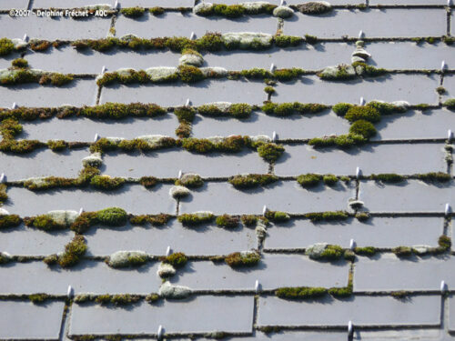 Désordre bâtiment : Mousse sur toit en ardoise - Concours photo AQC 2007 - Delphine Fréchet