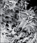 Vue au microscope du composé « cristallin » responsable de la dégradation