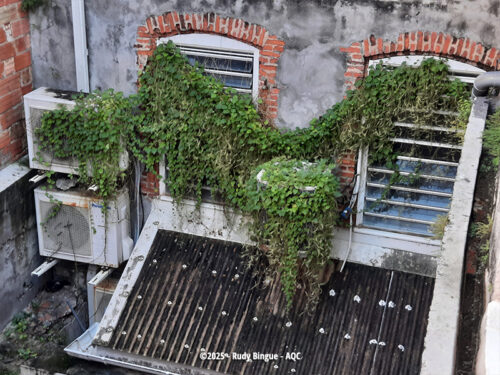 Désordre bâtiment : Développement de végétalisation sur des climatisations - Concours Photo AQC 2025 - Rudy Bingue