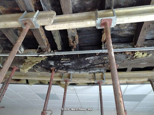 Désordre bâtiment : Champignons lignivores : attaque structure plancher bois - Concours Photo AQC 2026 - Marin Pilloux